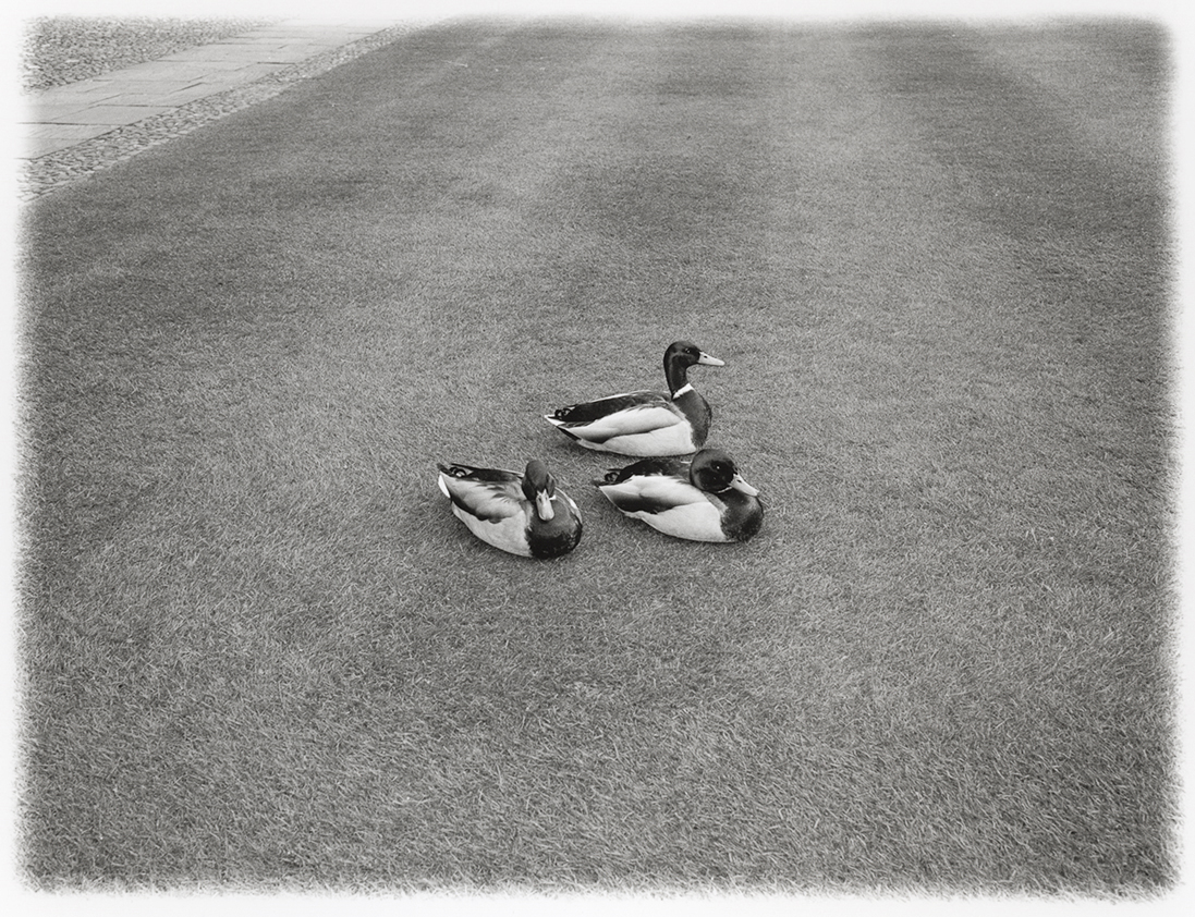 Sitting ducks, RC paper